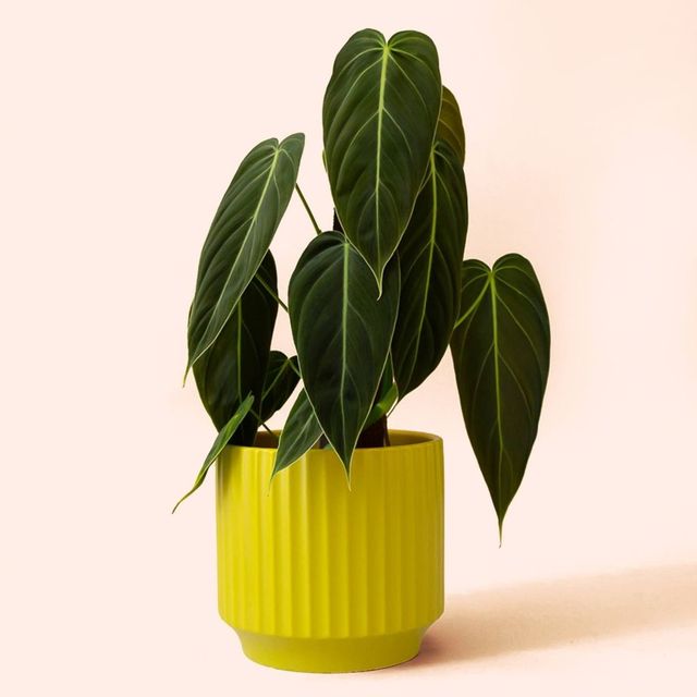 Monroe Planter | Palm Speckle Eds Plant Shop