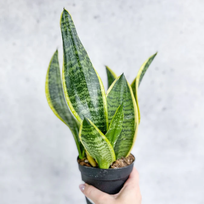 Sansevieria trifasciata ‘Laurentii’ Eds Plant Shop