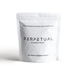 Dirty Banana 3.5g Perpetual