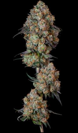 The Soap 3.5g Hellohii