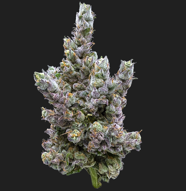 Glue Dream 3.5g Trifecta Farms