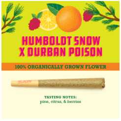 Humbolt Snow x Durban Poison Paper Crane Cannabis