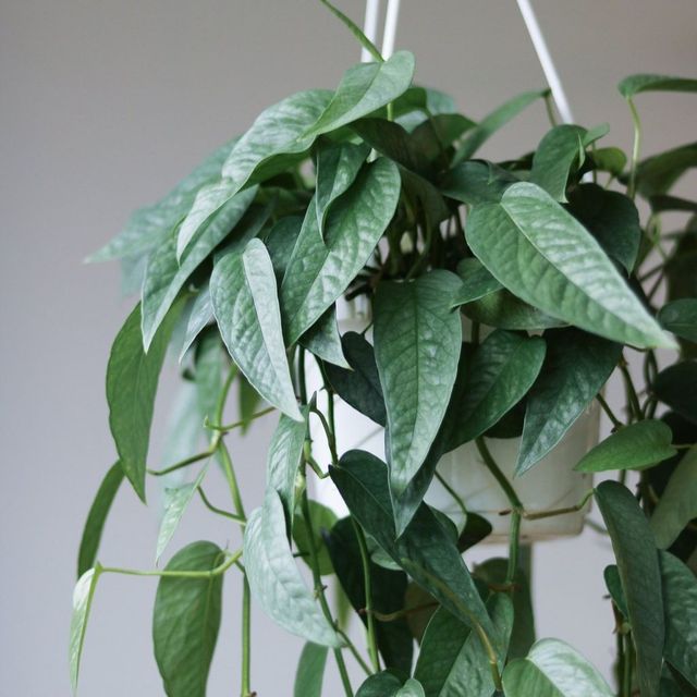 Epipremnum Pinnatum 'Cebu Blue' Pothos Eds Plant Shop