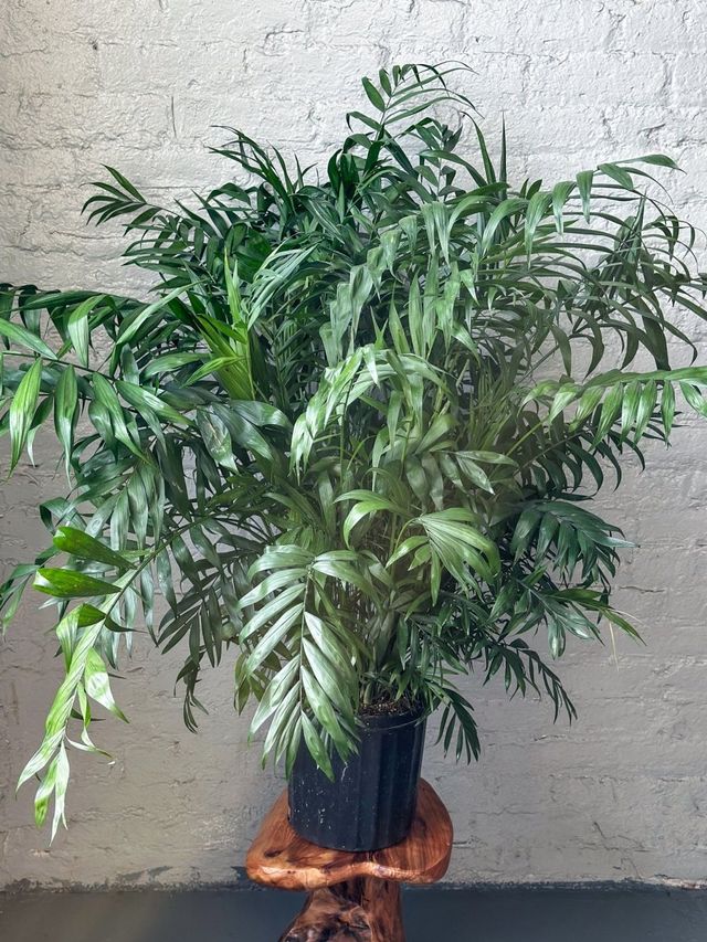 Chamaedorea elegans - Neanthe Bella Palm Eds Plant Shop