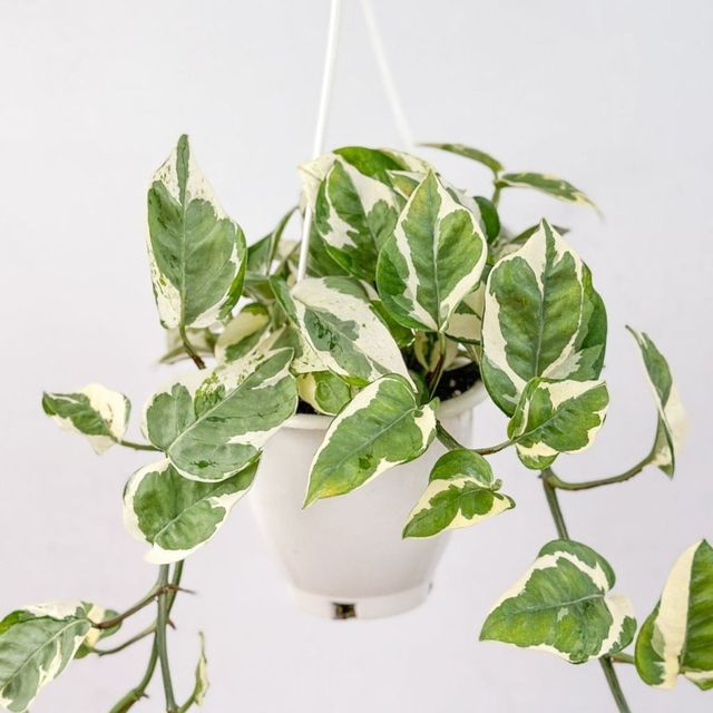 Epipremnum aureum ‘Pearls and Jade’ Eds Plant Shop