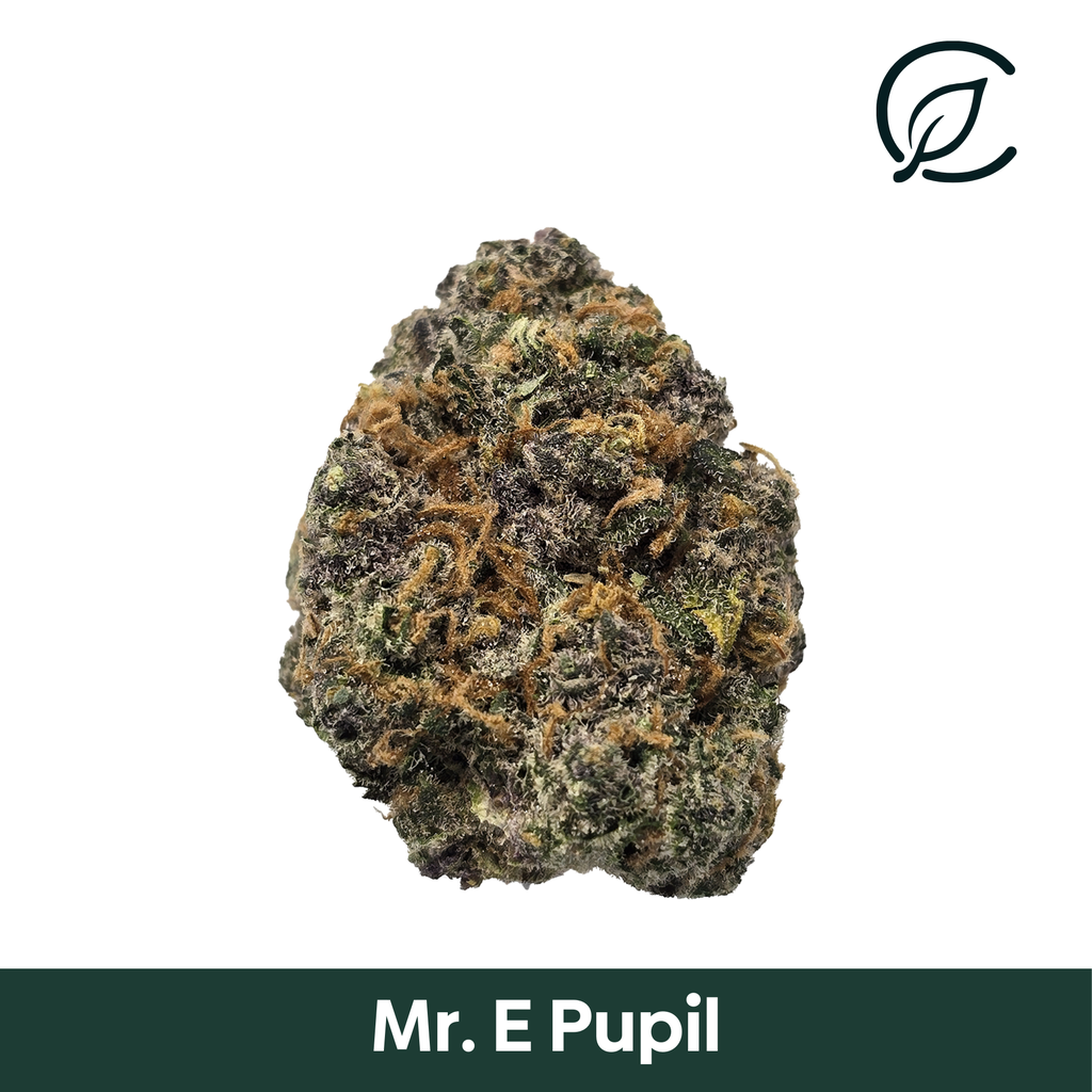 Mr E Pupil