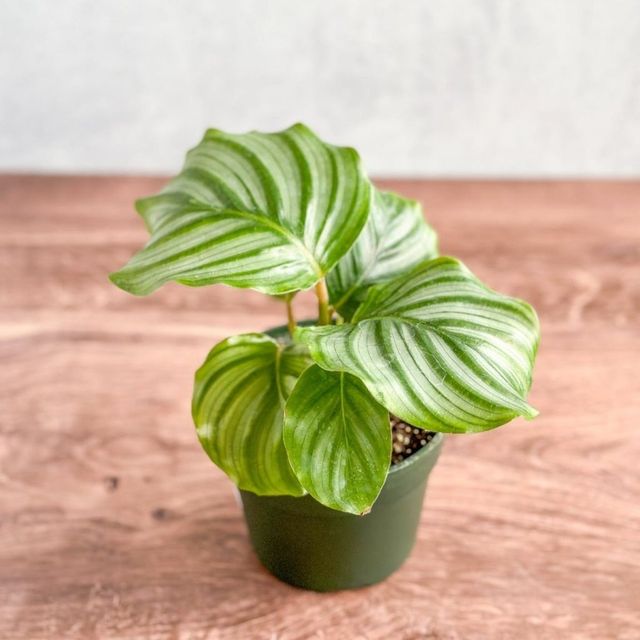 Calathea Orbifolia - Round Leaf Prayer Plant Eds Plant Shop