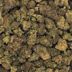 Sherbert Creamsicle Seven Leaves