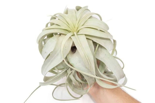 Tillandsia Xerographica Eds Plant Shop
