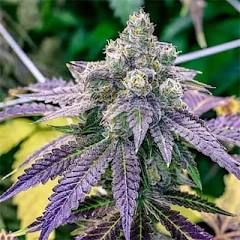 GRAPE APE EIGHTH BROTHERS