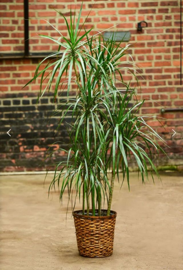 Dracena marginata - Tarzan Tree Eds Plant Shop
