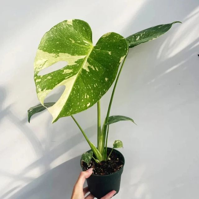 Thai Constellation Monstera - Rare Monstera Eds Plant Shop