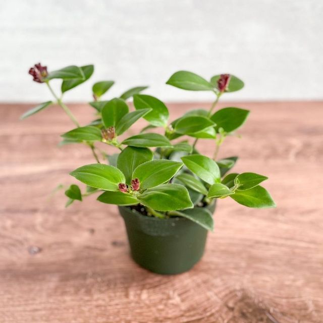 Aeschynanthus radicans ‘Mona Lisa’ – Mona Lisa Lip Eds Plant Shop