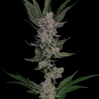 Cannabis Promo, Cannabis Sales, Cannabis Discounts, Cannabis on Sale, 15% Off Northern Heights 1