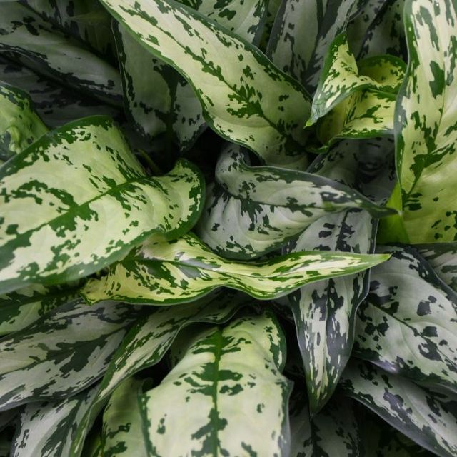 Aglaonema ‘Romeo’ – Chinese Evergreen Houseplant Eds Plant Shop
