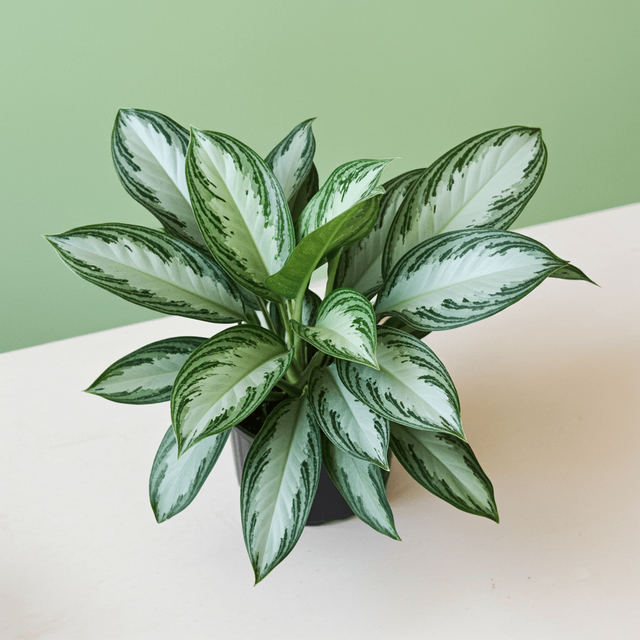 Aglaonema Commutatum 'Silver Bay' Chinese Evergree Eds Plant Shop