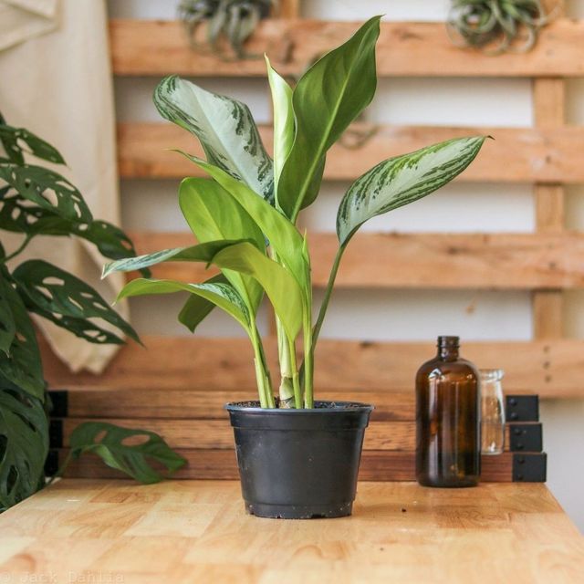 Aglaonema Commutatum 'Silver Bay' Chinese Evergree Eds Plant Shop