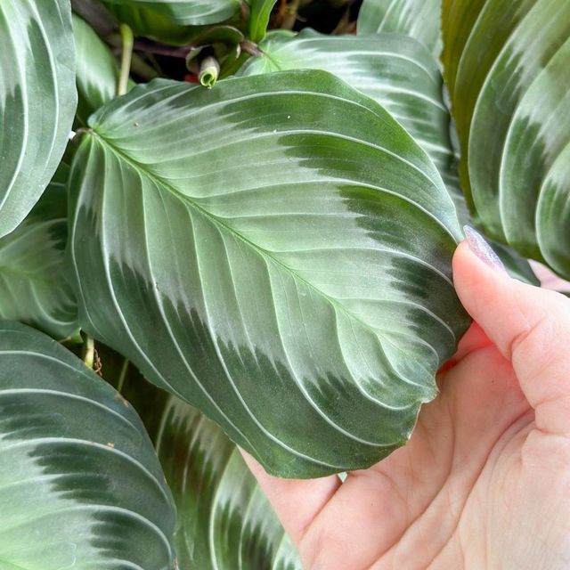 Maranta leuconeura ‘Silver Band’ – Silver Band Prayer Plant Eds Plant Shop