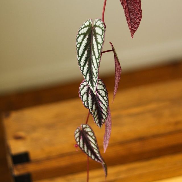Cissus discolor ‘Rex Begonia Vine’ Hanging Basket Eds Plant Shop
