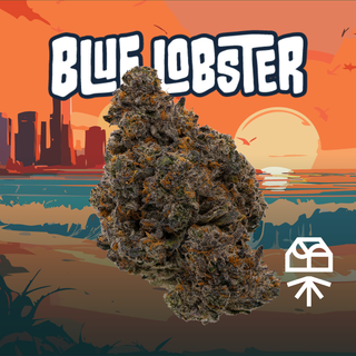 Blue Lobster Grassroots