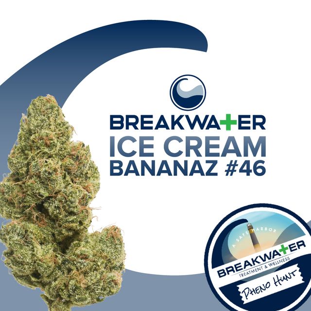 Ice Cream Bananaz #46 Breakwater Ice Cream Bananaz #46 Breakwater