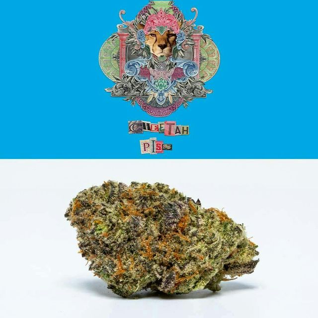 Cheetah Piss C by TerrAscend Cheetah Piss C by TerrAscend