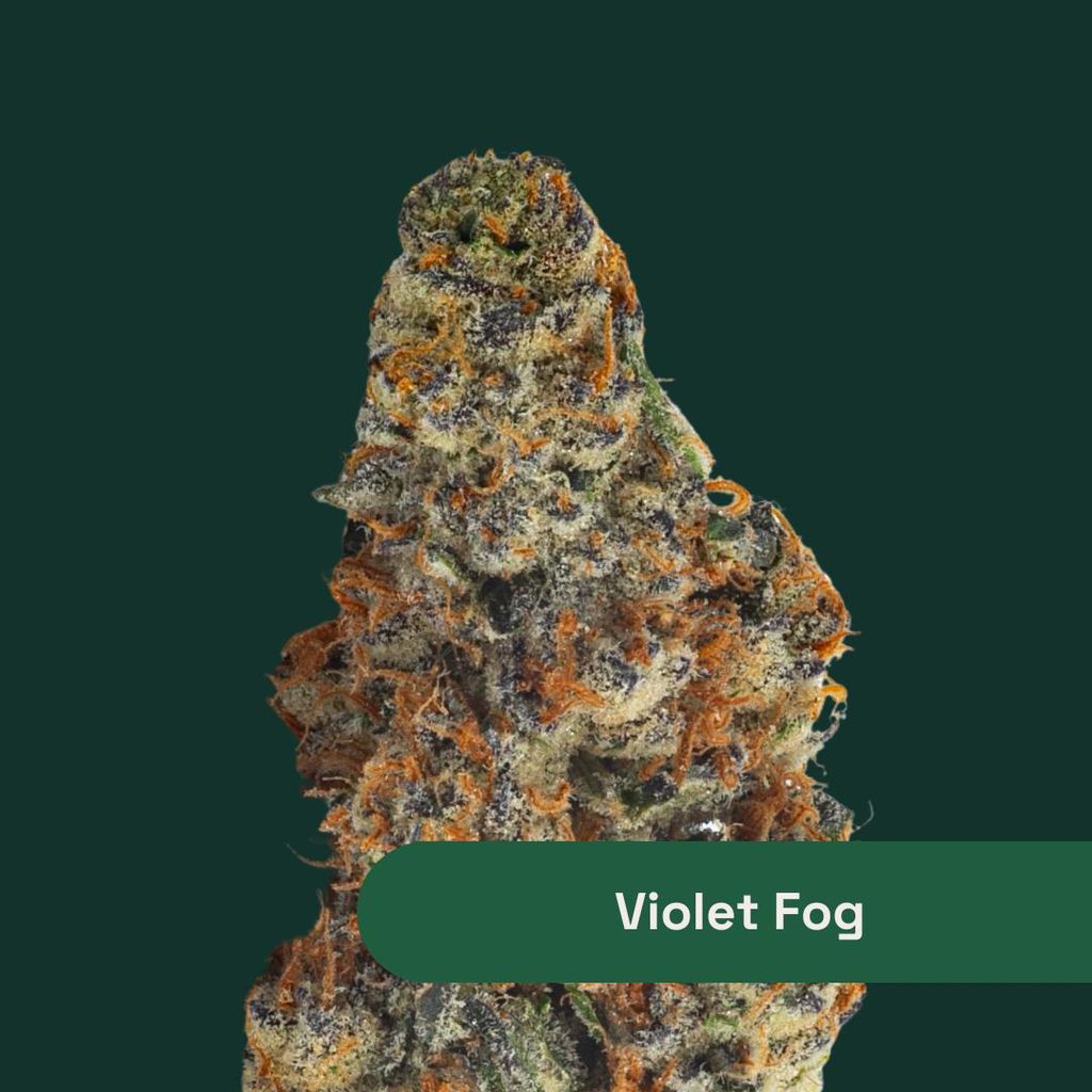 Botanist Violet Fog Nug Roll Pack 3.5g, 7pk