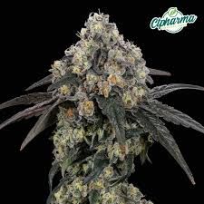 E85 CTPharma