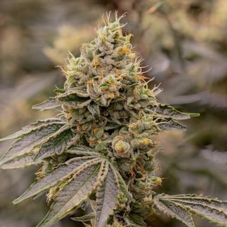 SFV OG Sol-Canna SFV OG Sol-Canna