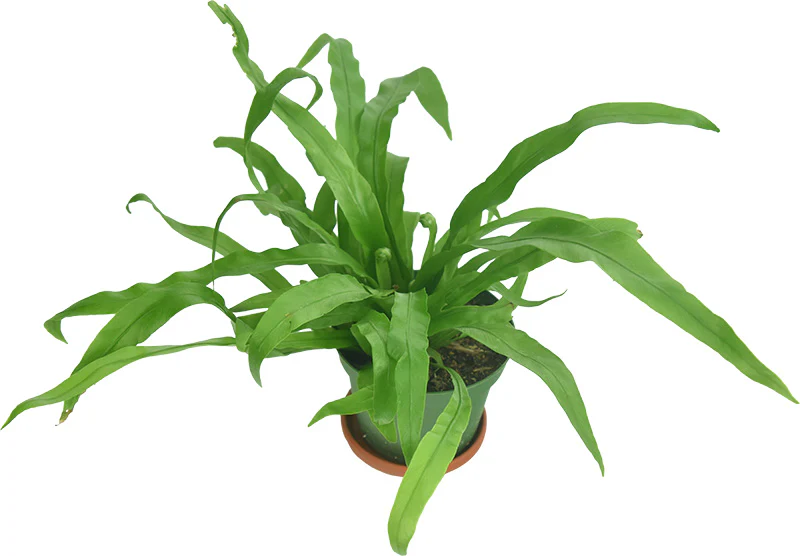 Asplenium nidus – Bird’s Nest Fern Plant Eds Plant Shop