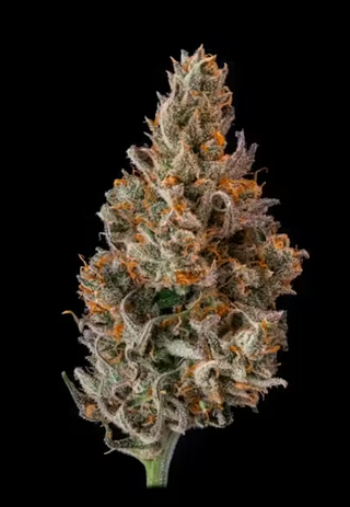 Blue Dream Blowfish 3.5G Flower  Local Roots