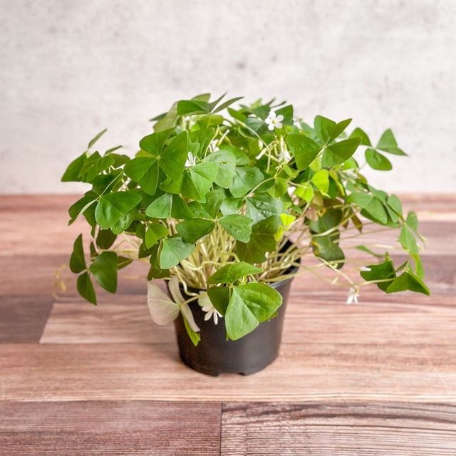 Oxalis regnellii – False Shamrock Eds Plant Shop