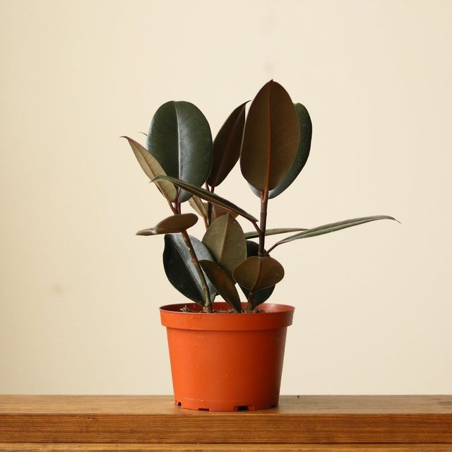 Ficus 'Burgundy' Rubber Plant Eds Plant Shop