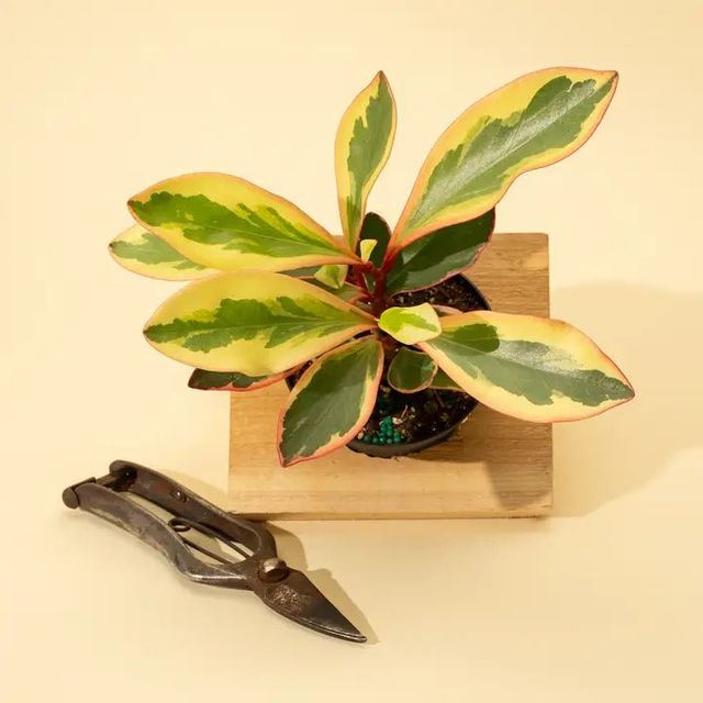 Peperomia clusiifolia 'Ginny' - Tricolor Peperomia Eds Plant Shop