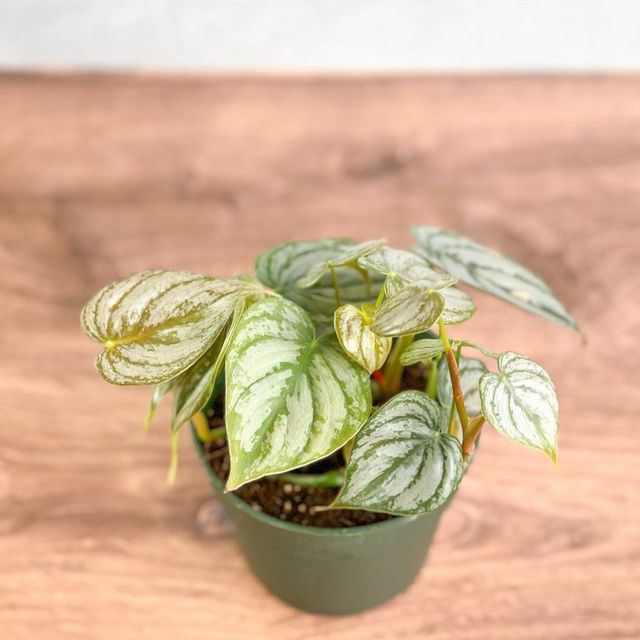 Philodendron Brandtianum ‘Silver Leaf’ – Easy‑Care Silver‑Mottled Vine Eds Plant Shop
