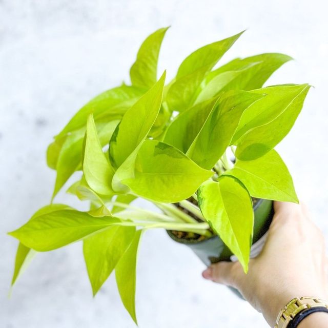 Epipremnum Aureum 'Neon' Pothos Eds Plant Shop