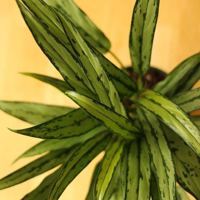 Aglaonema ‘Cutlass’ Eds Plant Shop