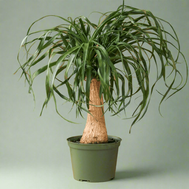 Beaucarnea recurvata 'Ponytail Palm' Eds Plant Shop