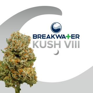 Kush VIII Breakwater