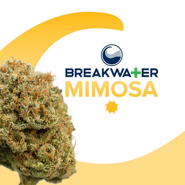 Mimosa Breakwater