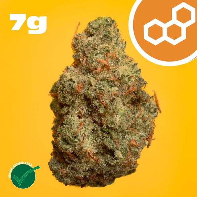 Grand Pappy's Chillemon Theraplant