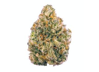 Blueberry Breath Blossom Flower
