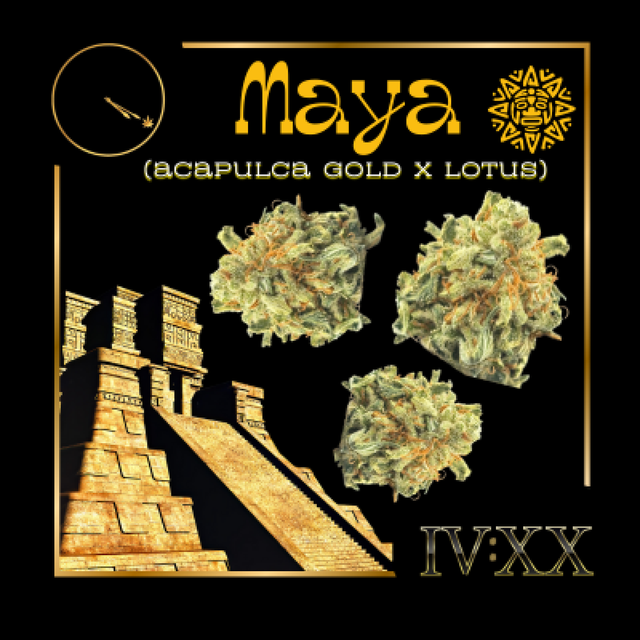 Maya 3.5g Four - 20 