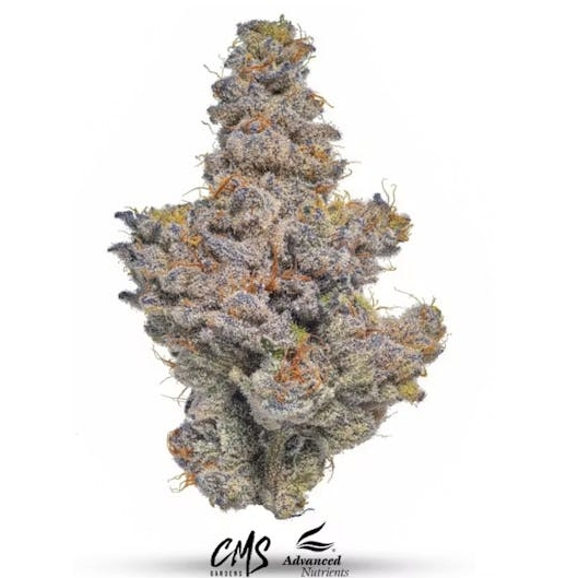 Blueberry Breath