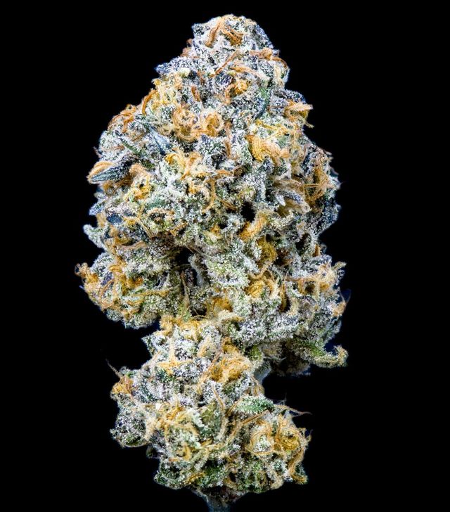 Koala Kush Kusala Care Koala Kush Kusala Care