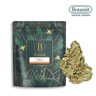 Datura 14g The Botanist