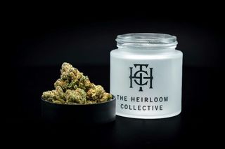 Cheezy Kush 3.5G Flower The Heirloom Collective