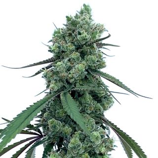 Organic Grown Juicelation  trueOrganics