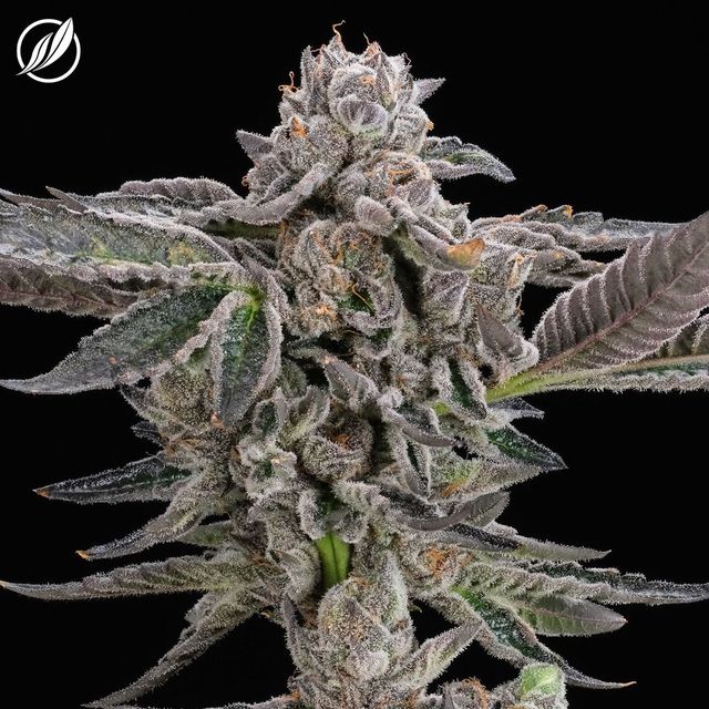 Dieselato CTPharma