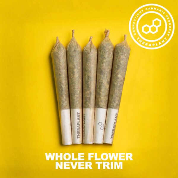 Strawberry Cndy Theraplant